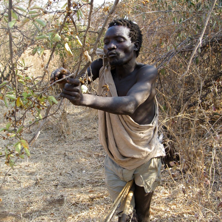 hadza picking