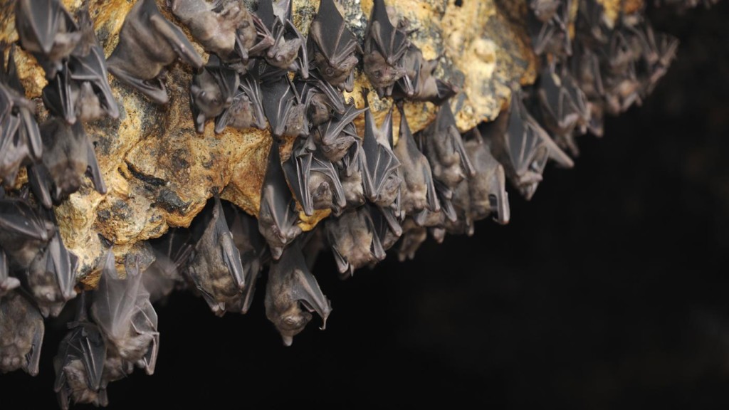 Vampire Bats Sapiens